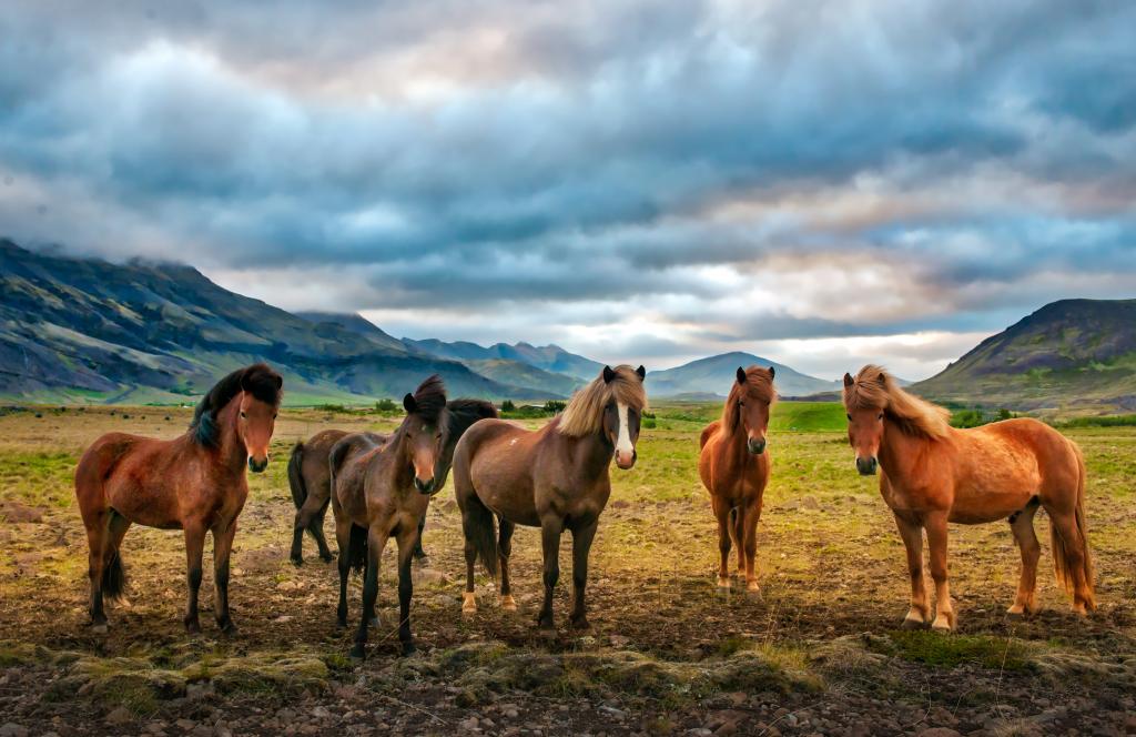 在白天,冰岛高清壁纸绿草地上的六匹棕色的马