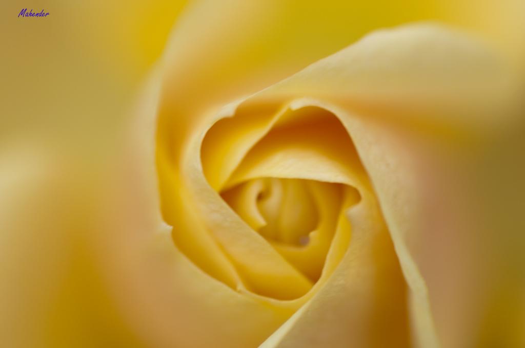 黄玫瑰微距摄影高清壁纸