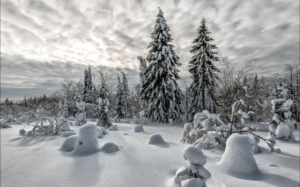 雪,风景,冬天