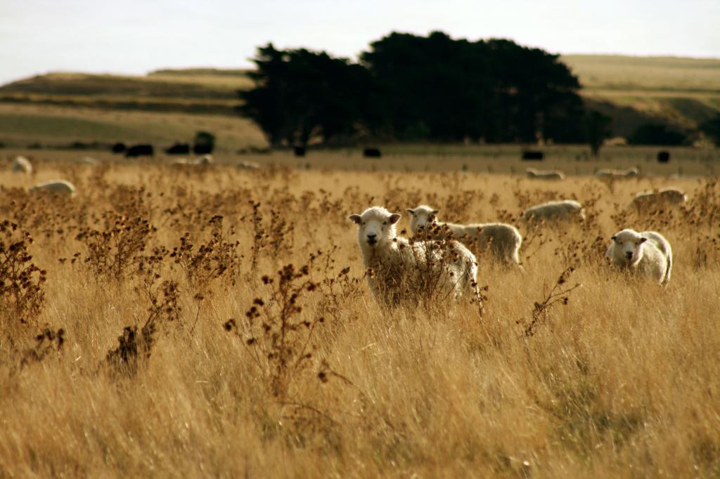 米色和白色的山羊,羊高清壁纸