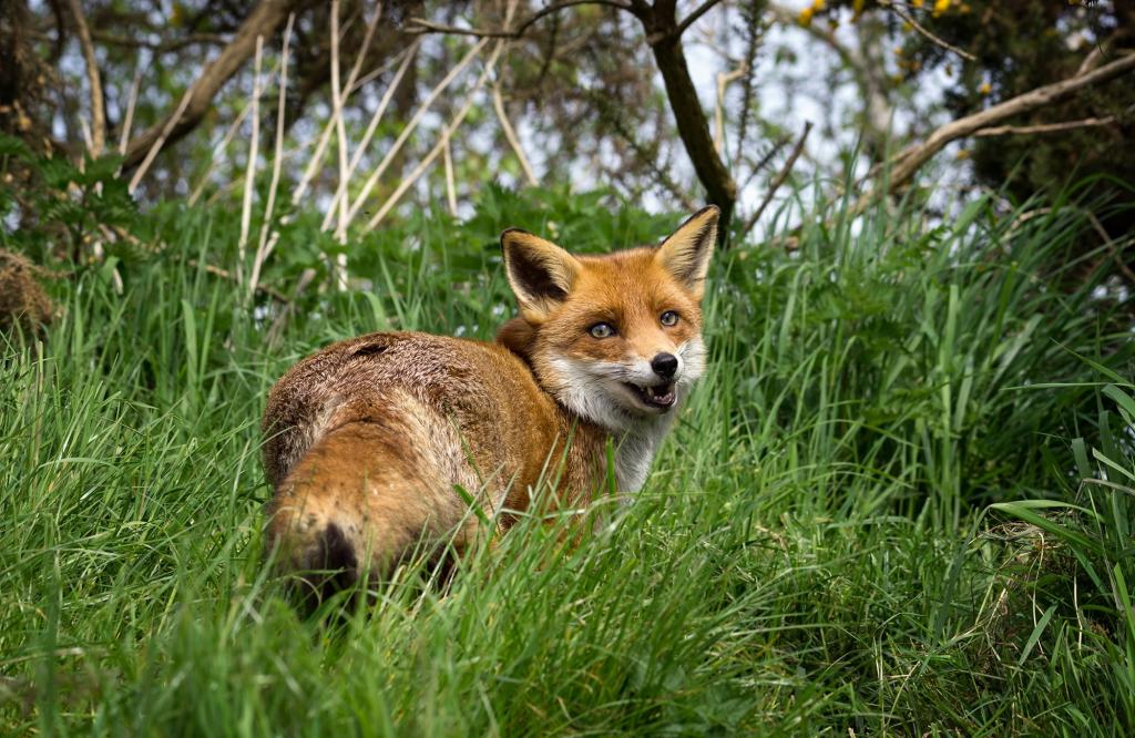 红狐狸在草地上行走在白天特写照片,弗洛高清壁纸