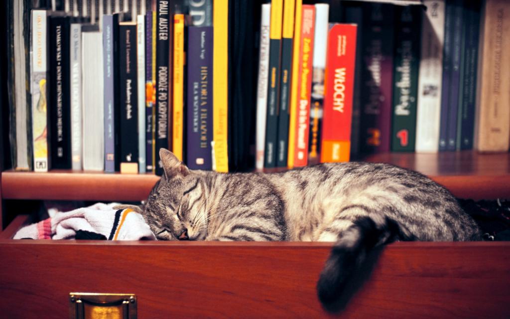 壁纸猫,书籍,衣服,衣柜,睡眠,架子