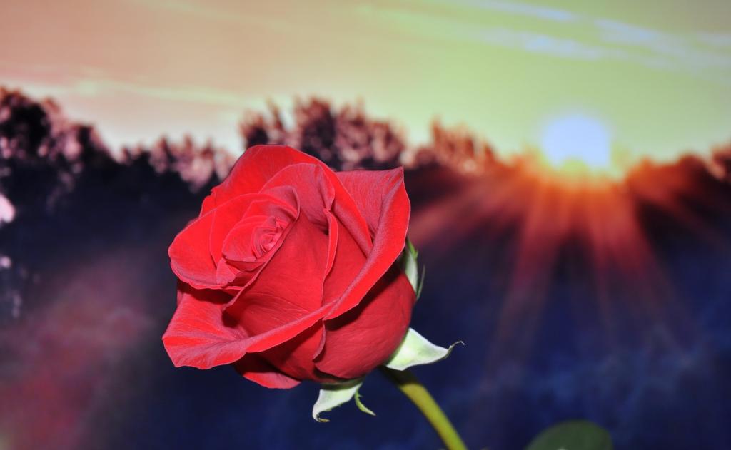 倾斜转移照片的红玫瑰高清壁纸