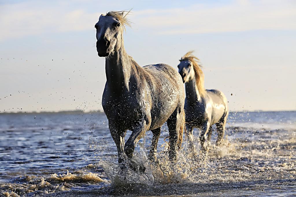 2匹棕色的马在水的身体上运行高清壁纸