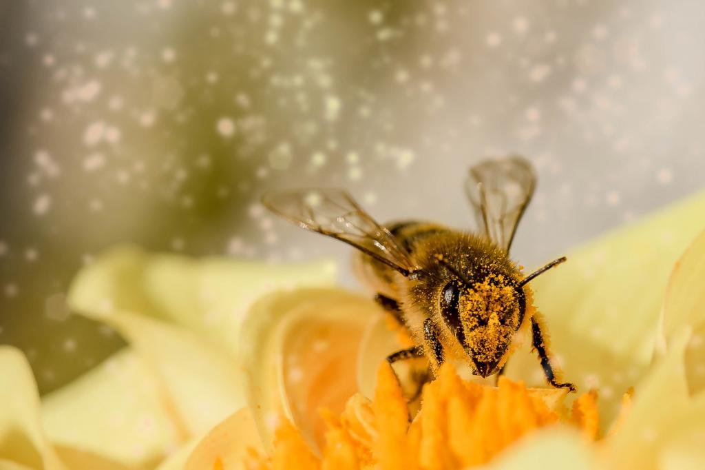 蜜蜂的宏观摄影栖息在黄色的花朵高清壁纸