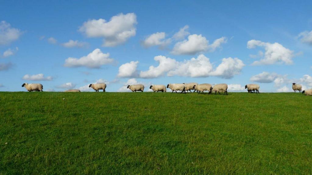 草地上排列整齐的绵羊