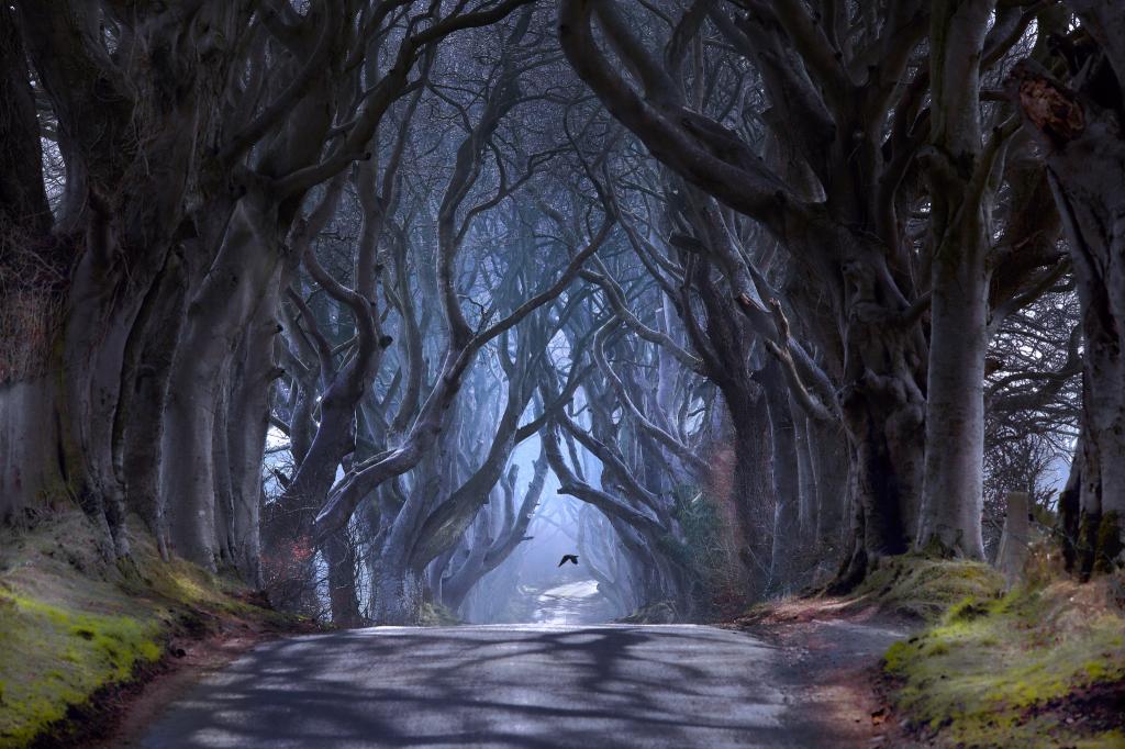 安特里姆郡,路Bregagh路,Ballymoney,黑暗的胡同,树,北爱尔兰,阴霾,鸟
