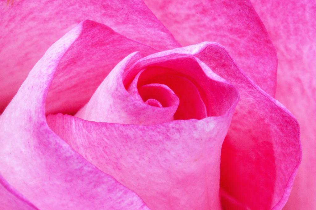 粉红玫瑰微距拍摄高清壁纸