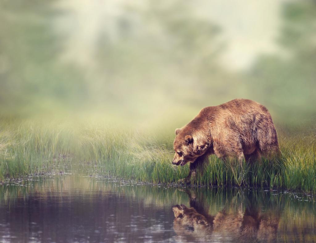 熊,反射,背景,芦苇,模糊,岸,棕色,散景,水,草,河,森林