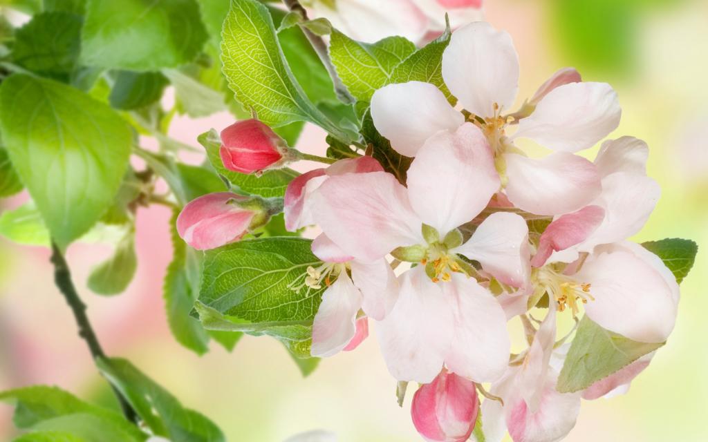 鲜花,美容,花卉,叶子,白色,叶子,粉红色,温柔,开花,苹果树,芽,苹果,花瓣,招标,...