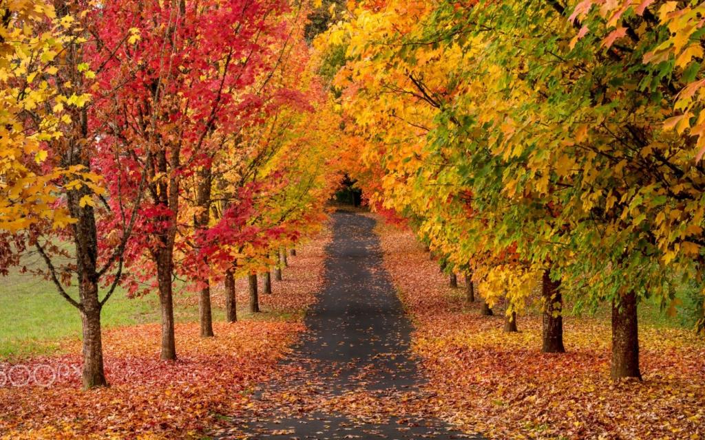 性质,秋天,油漆,树木,道路