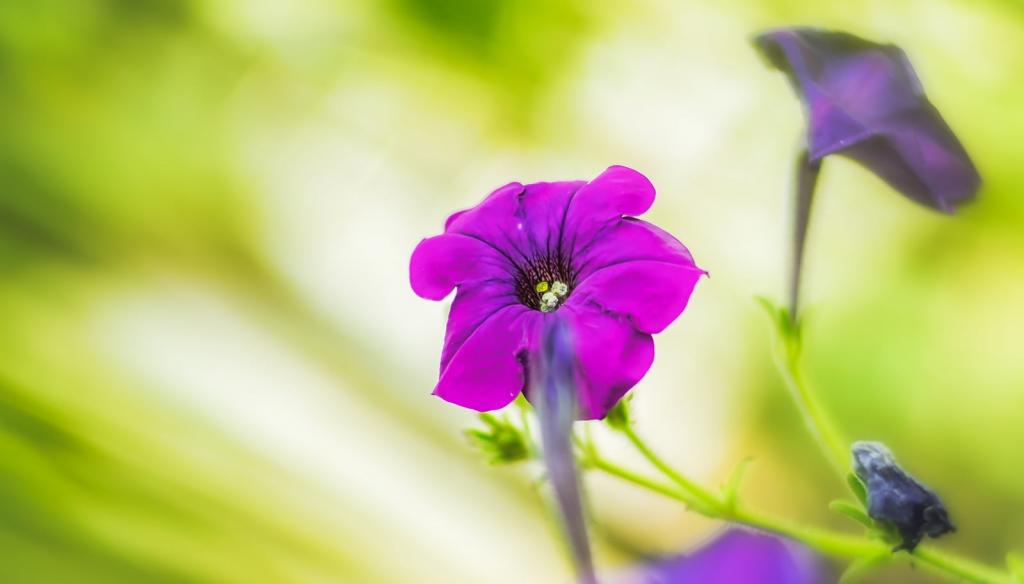 微距拍摄紫色花,堇高清壁纸