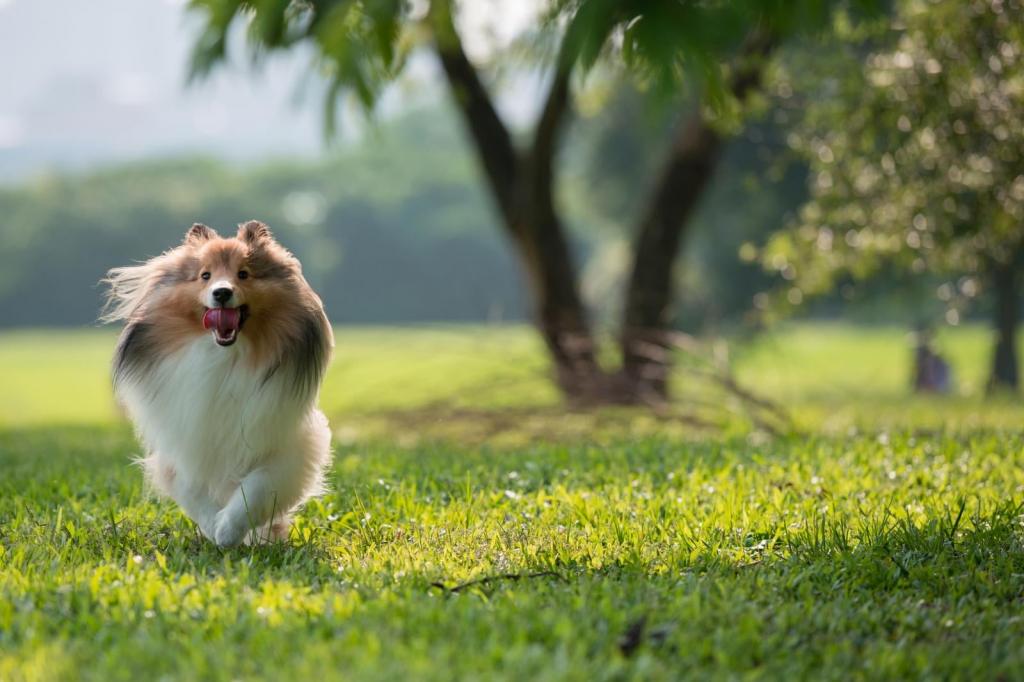 棕色和白色长涂小狗在白天高清壁纸在绿色的田野中间运行