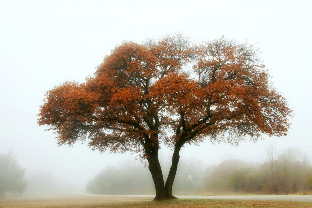 延时摄影的橙叶树在朦胧的白天高清壁纸