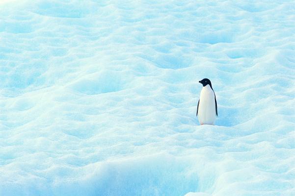 茫茫雪地上的一只企鹅