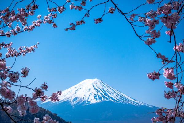 樱花围绕的富士山