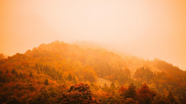 雾气弥漫的秋日森林