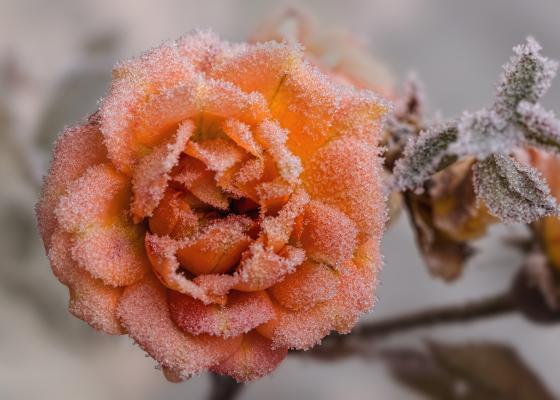一朵结霜的玫瑰花
