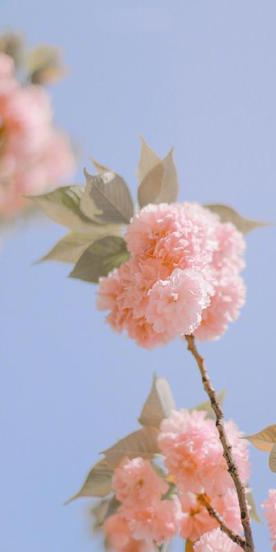 树枝上的可爱樱花