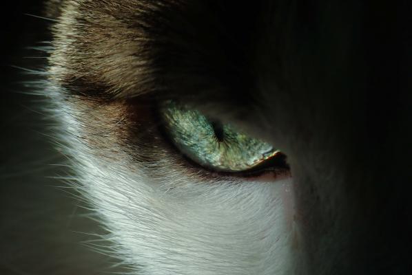 狸花猫的眼神