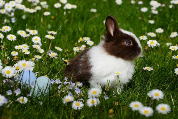 雏菊花丛中的小兔子