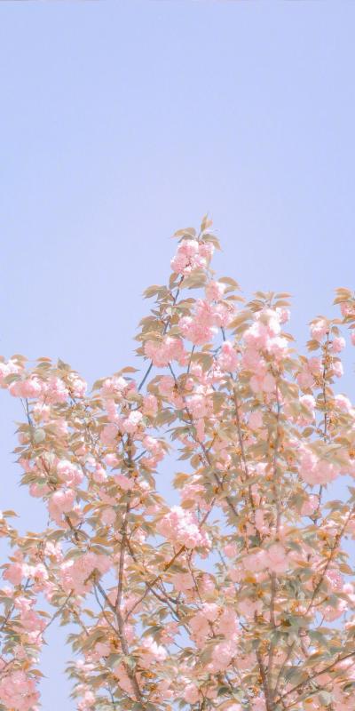 明媚蓝天下的唯美樱花