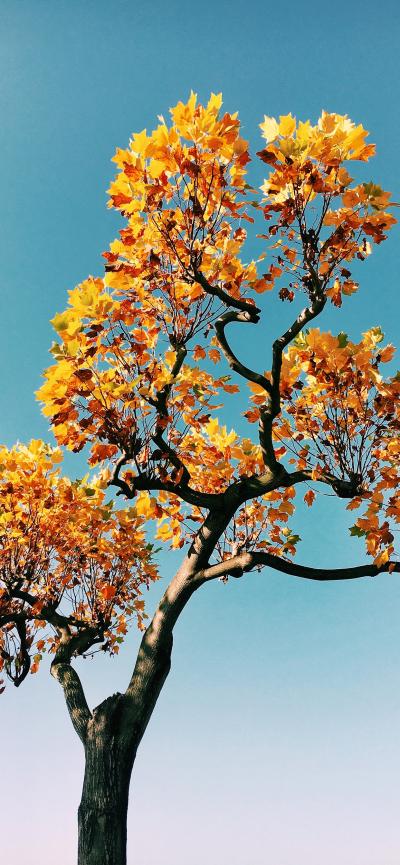 一棵秋树iPhone14壁纸