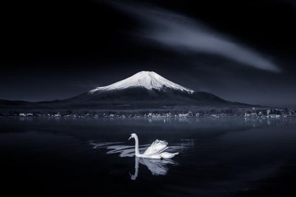富士山下的白天鹅