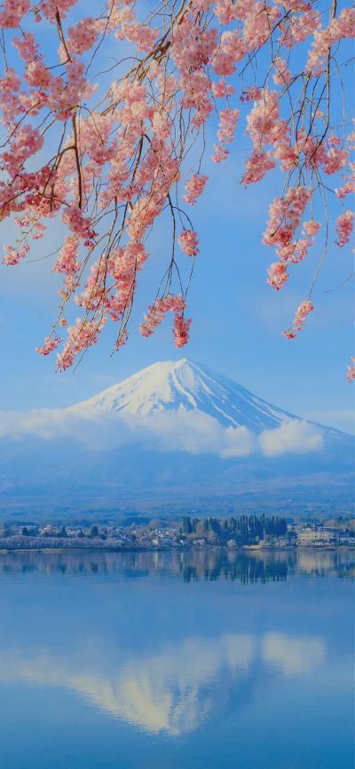 樱花下的富士山
