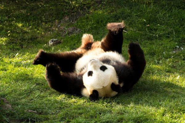 萌萌的国宝熊猫