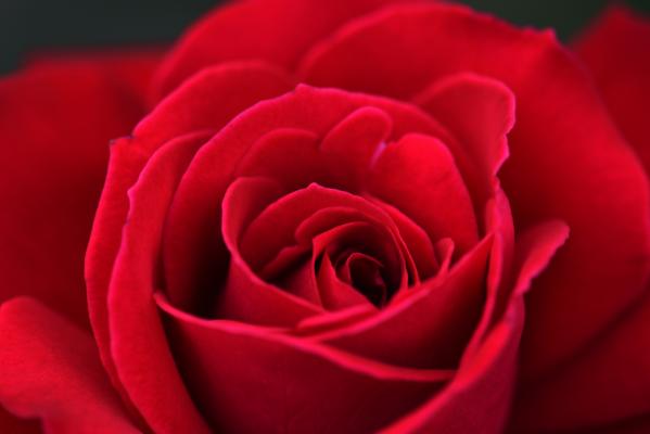 情人节红玫瑰背景素材