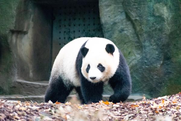 健康雄壮的国宝大熊猫