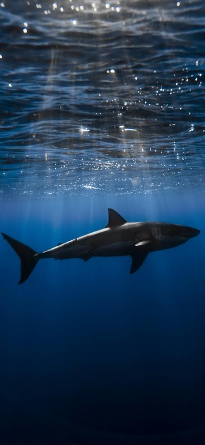 海中巨鲨iPhone15最新壁纸
