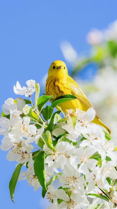 樱花树上的黄鹂鸟