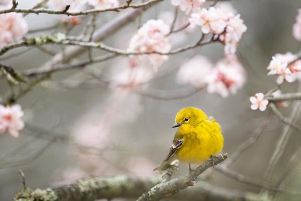 花枝上的黄色小鸟