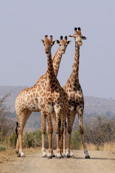 三只高大的长颈鹿