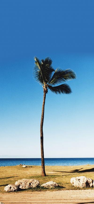 海边椰子树iPhone15壁纸