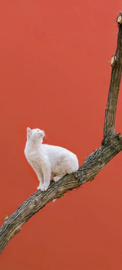 树上白猫华为Nova10壁纸
