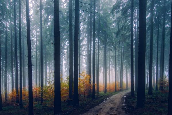 雾中森林唯美意境图片