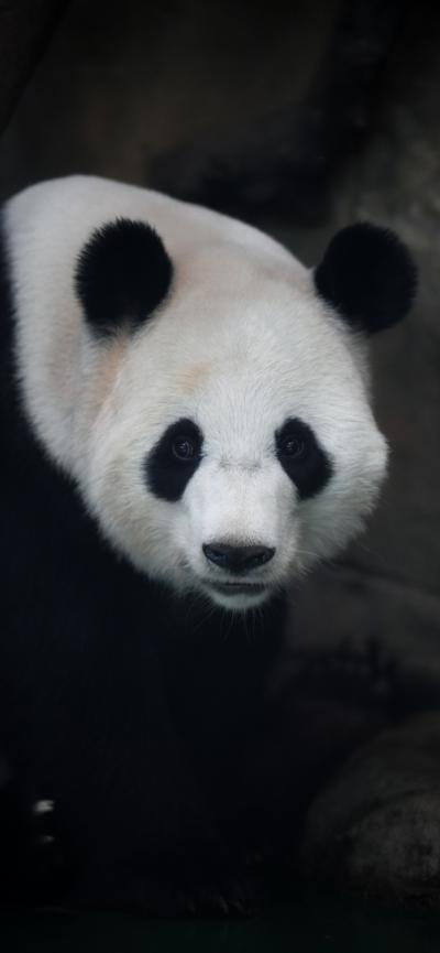 好看的大熊猫手机壁纸