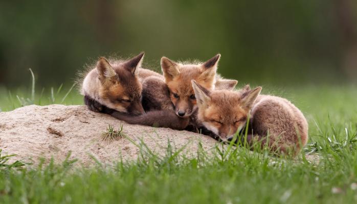 土堆上依偎在一起的几只狐狸