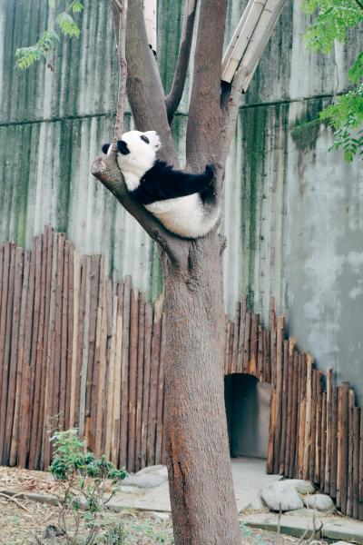 在树上休息的大熊猫