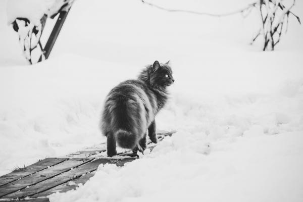 雪地中漫步的黑猫