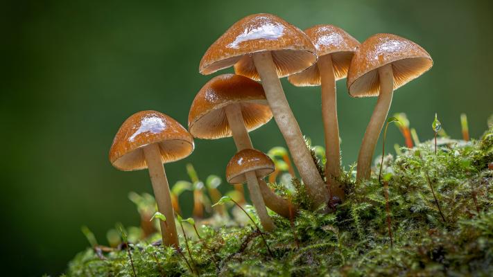 新生的小蘑菇图片