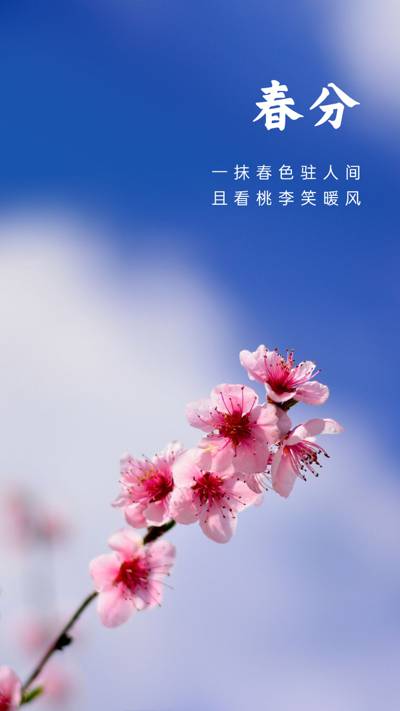 春分节气桃花图片