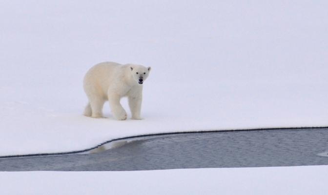 雪地里的野生北极熊