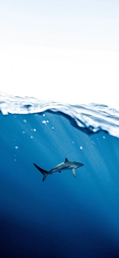 海底鲨鱼高清手机壁纸