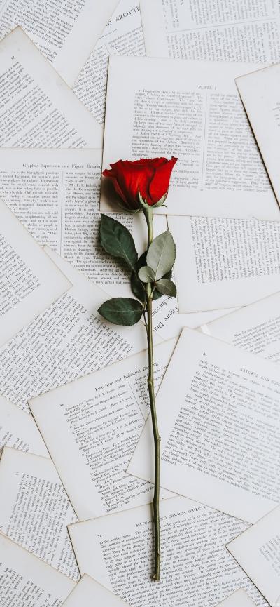 书页上的一枝玫瑰