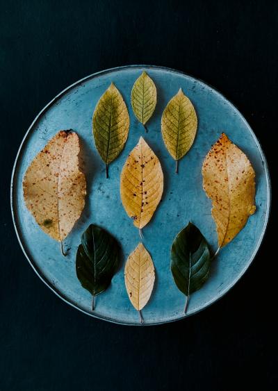 盘子上的树叶图片
