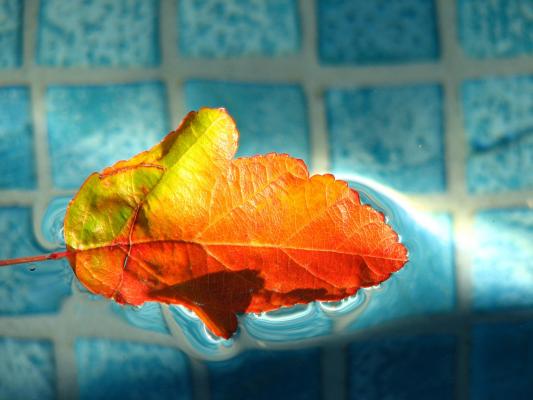 水面上的一片落叶